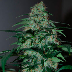 Five-o fem. Black Skull Seeds
