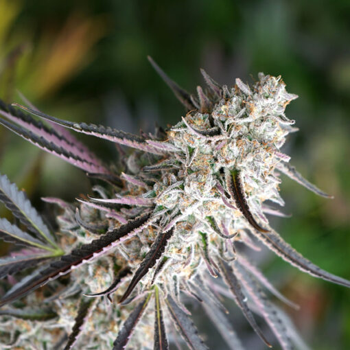 Florida Gaspack fem. Humboldt Seed Organization
