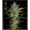 Flowerbomb Kush fem. Strain Hunters