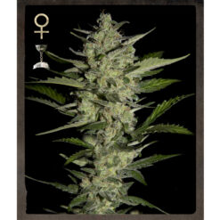 Flowerbomb Kush fem. Strain Hunters