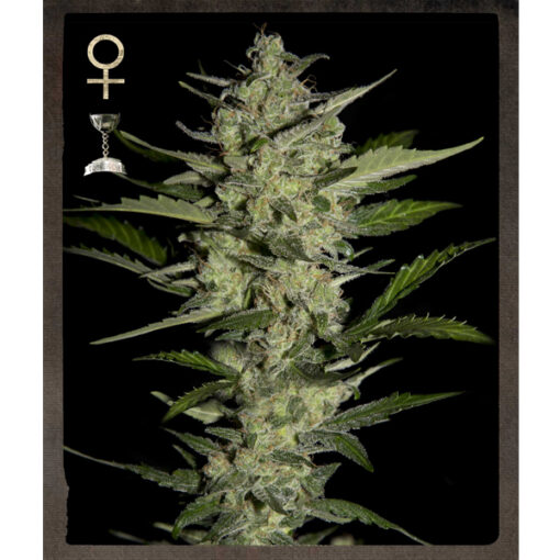 Flowerbomb Kush fem. Strain Hunters