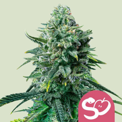 Forbidden Fruit fem. Royal Queen