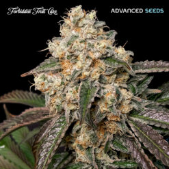 Forbidden Fruit Cake fem. Advanced Seeds