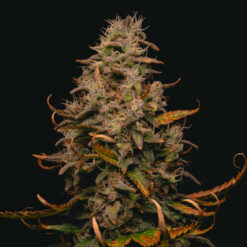 Forbidden Fruit Cake 3 u. fem Pure Instinto