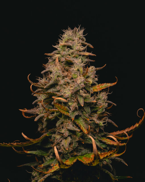 Forbidden Fruit Cake 3 u. fem Pure Instinto