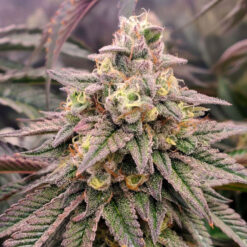 Forbidden Fruit Fast Flowering fem. Humboldt Seed Organization