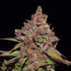 Forbidden Mochi Fast fem.  1 u. Seedstockers Superior