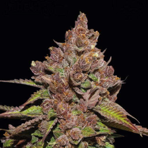 Forbidden Mochi Fast fem.  1 u. Seedstockers Superior