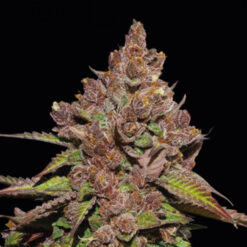 Forbidden Mochi Fast fem.  5 u. Seedstockers Superior