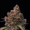 Forbidden Mochi fem.  1 u. Seedstockers Superior