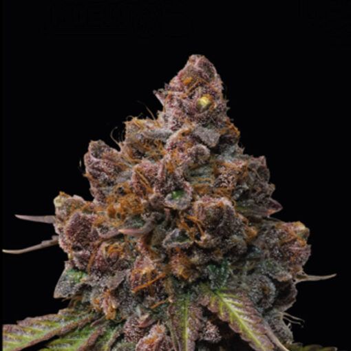 Forbidden Mochi fem.  5 u. Seedstockers Superior