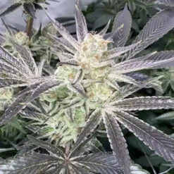 Forbidden Nectar 4 u. fem ZmoothieZ