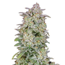 Forbidden Runtz Auto fem. FastBuds Seeds