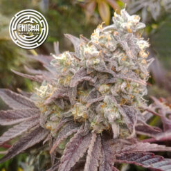 Forbidden Sherbert 3 u. fem Enigma Genetics
