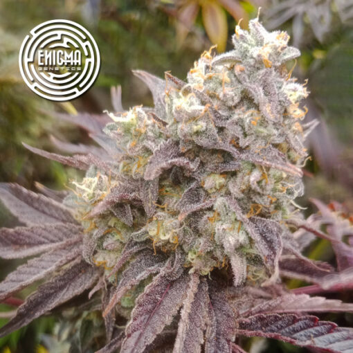 Forbidden Sherbert 3 u. fem Enigma Genetics