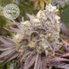 Forbidden Sherbert 6 u. fem Enigma Genetics