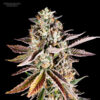 Forbidden Starz fem. Phenomenom Genetics