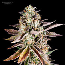 Forbidden Starz fem. Phenomenom Genetics