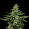 Fortune Cookie 5 u. fem Humbold Seeds Company