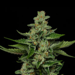 Fortune Cookie 5 u. fem Humbold Seeds Company