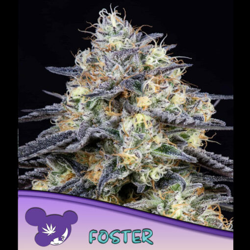 Foster fem. Anesia