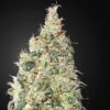 Franco´s Lemon Cheese fem. Green House