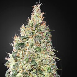 Franco´s Lemon Cheese fem. Green House
