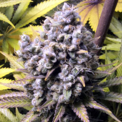 FrenCheese  1 u. fem French Touch Seeds
