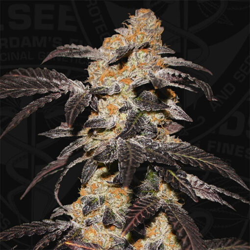French Cookies fem. T.H. Seeds