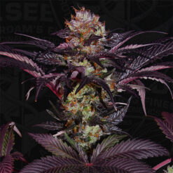 French Macaron fem. T.H. Seeds