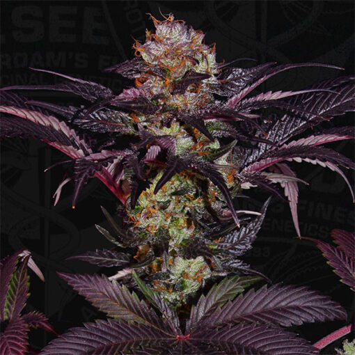 French Macaron fem. T.H. Seeds