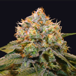 Fresh Cantaloupe fem. Limited Edition Grateful Seeds