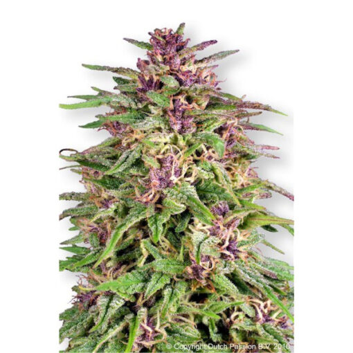 Frisian Dew fem. Dutch Passion