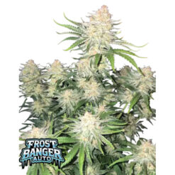 Frost Banger Auto  1 u. fem. FastBuds Seeds
