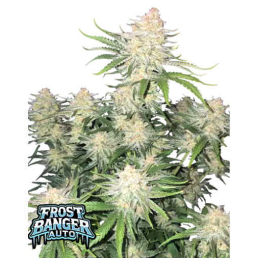 Frost Banger Auto  3 u. fem. FastBuds Seeds