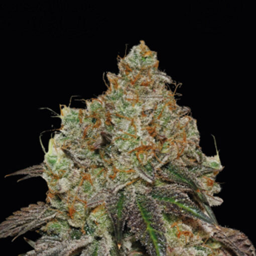 Frosty Tooth fem.  5 u. Seedstockers Superior