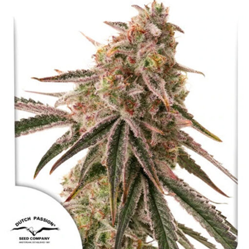 Frozen Biscotti  3 u. fem. Dutch Passion