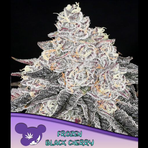 Frozen Black Cherry fem. Anesia