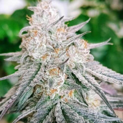 Frozen Rosé - 7 u. fem Conscious Genetics