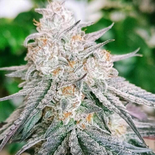 Frozen Rosé - 7 u. fem Conscious Genetics