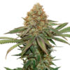 Fruit Cake fem. Seedstockers