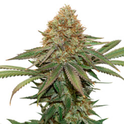 Fruit Cake fem. Seedstockers