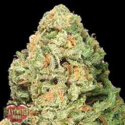 Fruit Punch fem. Heavyweight Seeds