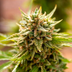 Fruit Salad. Expert Seeds
