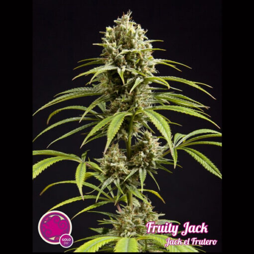 Fruity Jack fem. Philosopher