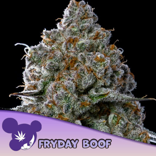 Fryday Boof 10 u. fem Anesia