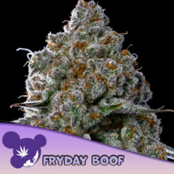 Fryday Boof  3 u. fem Anesia