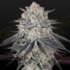 Full Gas fem. Green House