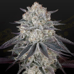 Full Gas fem. Green House