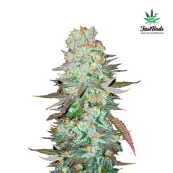 G14 Auto fem. FastBuds Seeds